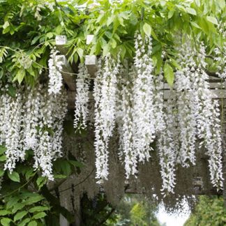 Wisteria sinensis 'Alba'