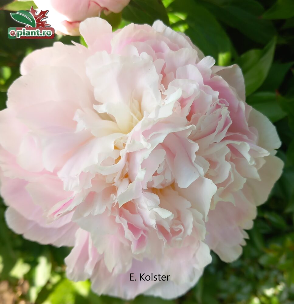 Paeonia duchesse de nemour