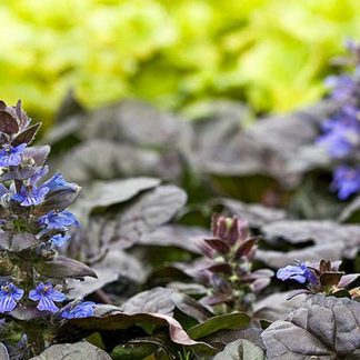 Ajuga reptans 'Atropurpurea'