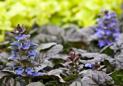 Ajuga reptans 'Atropurpurea'