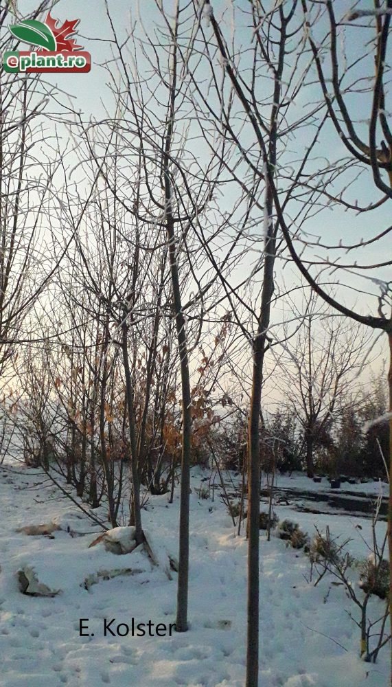 castanea sativa winter boom