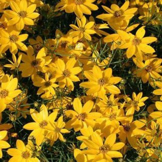 Coreopsis verticillata 'Zagreb'