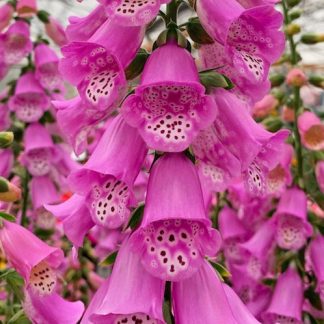 Digitalis 'Pink Panter'