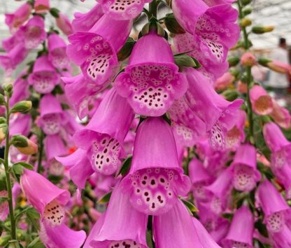 Digitalis 'Pink Panter'