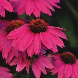 Echinacea purpurea 'PowWow 'Wild Berry'