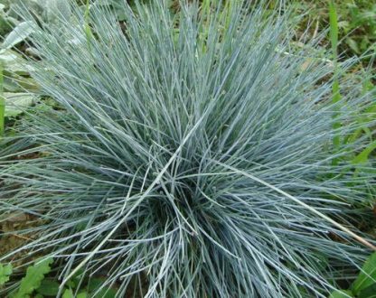 Festuca glauca