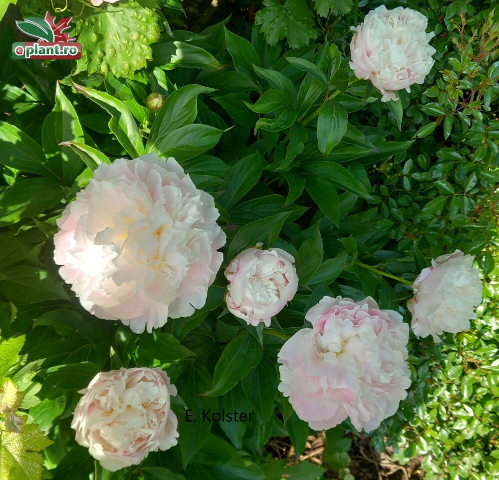 paeonia duchesse de Nemour plant