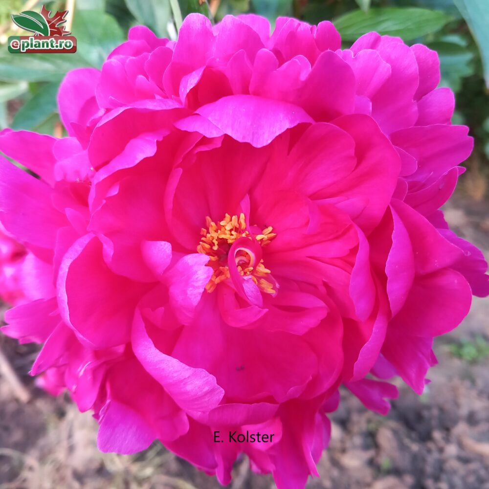 paeonia kansas bloem