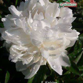 Paeonia lactiflora 'Duchesse de nemour'