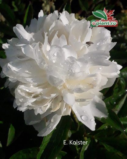 Paeonia lactiflora 'Duchesse de nemour'