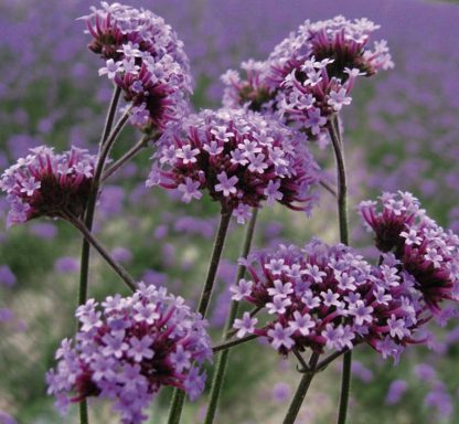 Verbena bonariensis