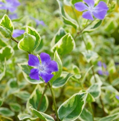 Vinca major 'Variegata' - Sașchiu variegat