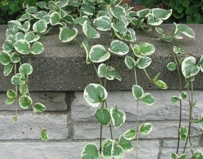 Vinca minor 'Variegata' - Sașchiu variegat