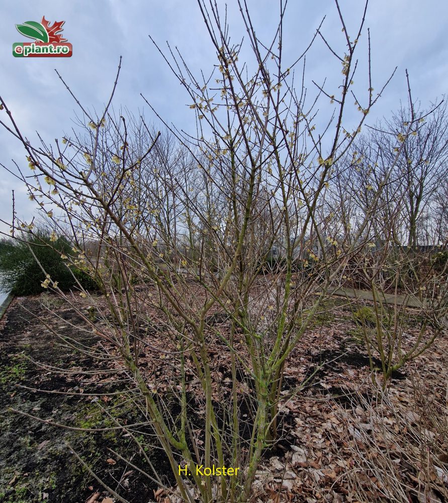 Chimonanthus praecox