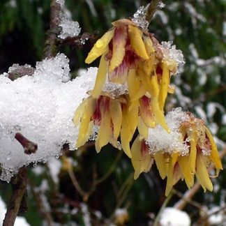 Chimonanthus praecox