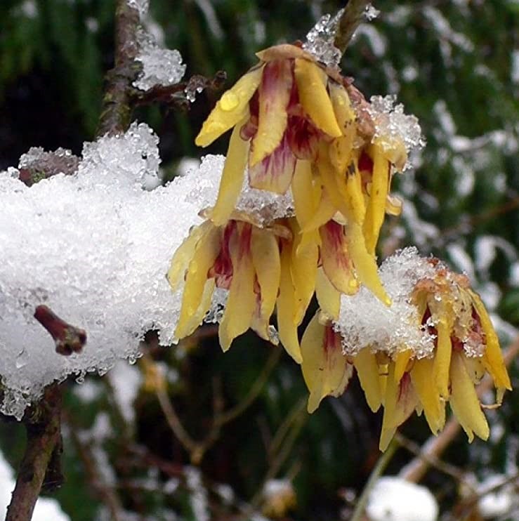 chimonanthus preacox winterbloem Chimonanthus praecox