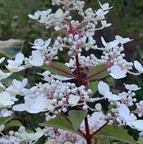 Hydrangea paniculata 'Wim's Red'