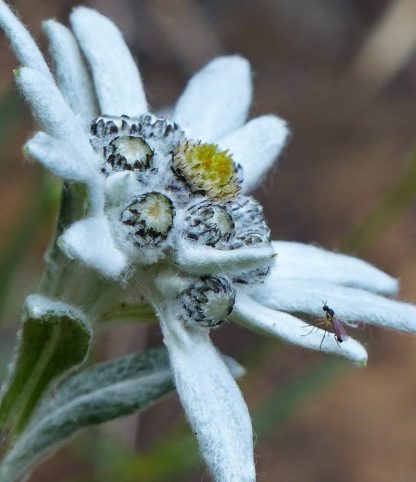 Leontopodium alpinum