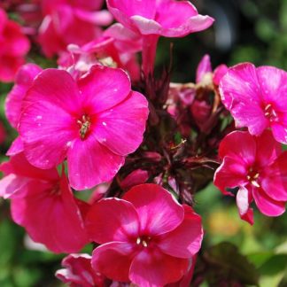 Phlox Tenor