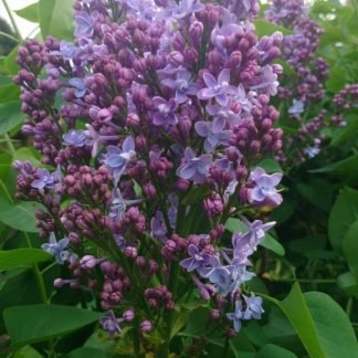 Syringa vulgaris 'Evert de Gier'