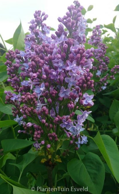 Syringa vulgaris 'Evert de Gier'