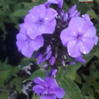 Phlox 'Flame Purple'