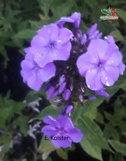 Phlox 'Flame Purple'