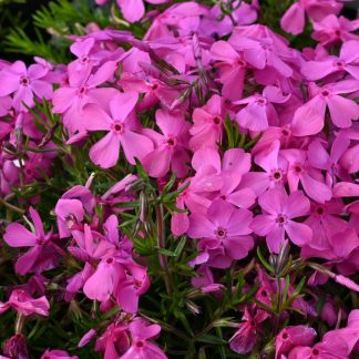 Phlox mac Daniels