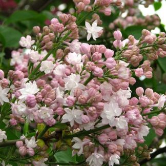 Syringa vulgaris 'Beauty of Moscow'