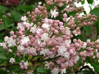 Syringa vulgaris 'Beauty of Moscow'