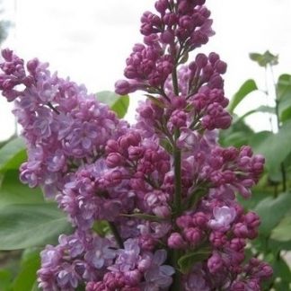 Syringa vulgaris 'Belle de Nancy'