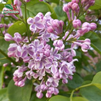 Syringa vulgaris 'Lila Wonder'