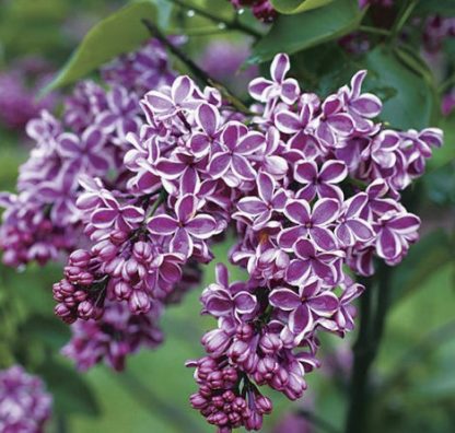 Syringa vulgaris 'Sensation'