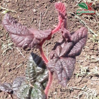 Corylus avellana 'Red Majestic'®