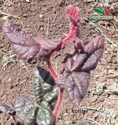 Corylus avellana 'Red Majestic'®