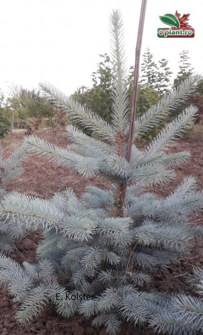 Picea pungens 'Blue Daimond'