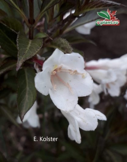 Weigela 'Black & White'