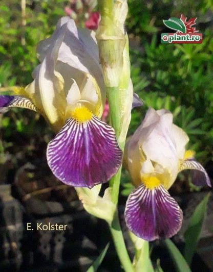 Iris germanica 'Nibelungen'