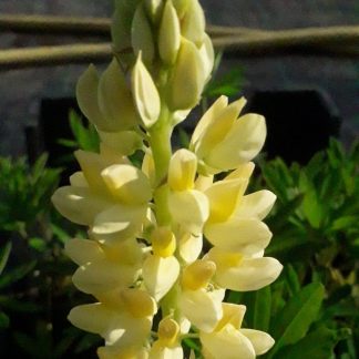 Lupinus polyphyllus 'Yellow Shades'