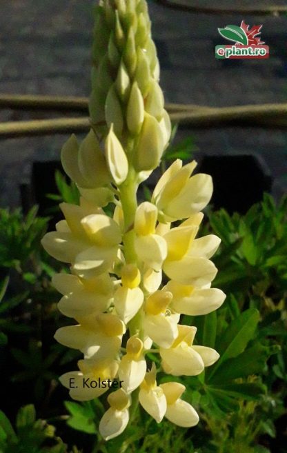 Lupinus polyphyllus 'Yellow Shades'