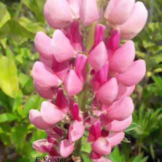 Lupinus polyphyllus 'Pink Shades'