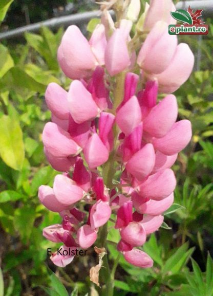 Lupinus polyphyllus 'Pink Shades'