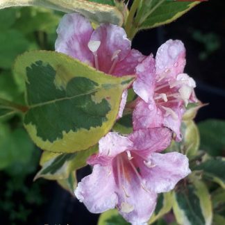 Weigela 'Kosteriana Variegata'