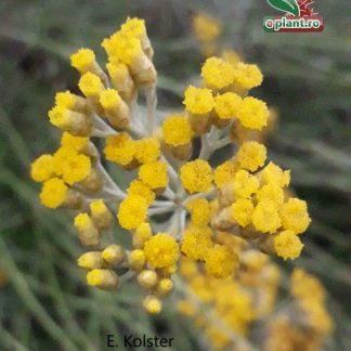 Artemisia ludoviciana 'Silver Queen'