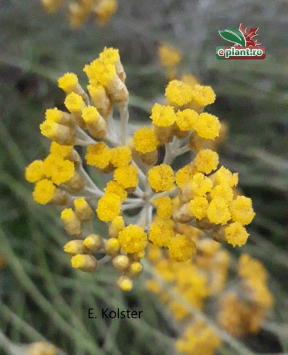 Artemisia ludoviciana 'Silver Queen'