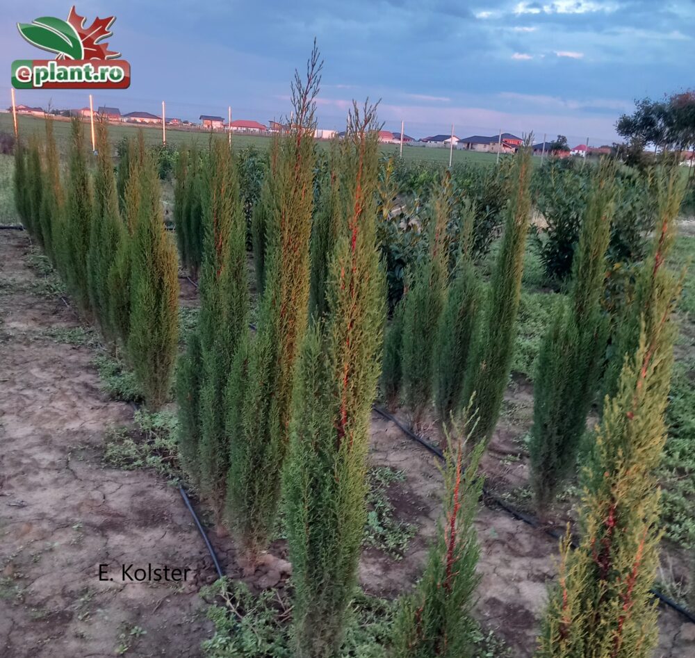 cupressus sempervirens op tuin