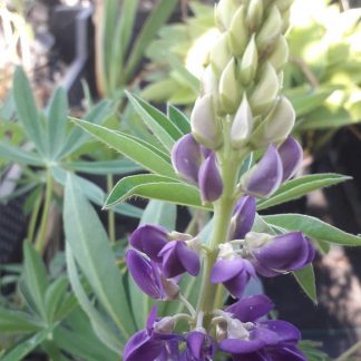 Lupinus polyphyllus 'Blue'