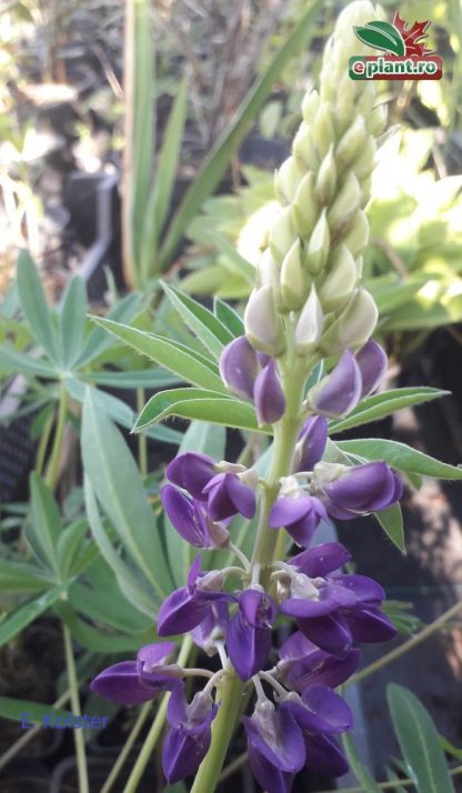 Lupinus polyphyllus 'Blue'