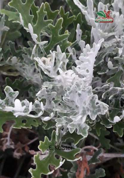 Senecio maritima 'Silverdust'