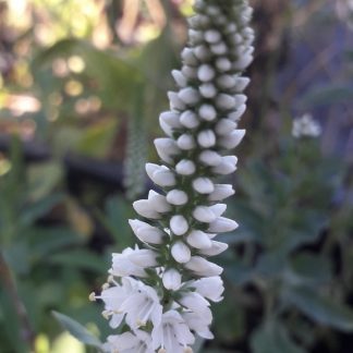 Veronica spicata 'Alba'